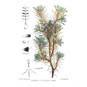 Astragalus Gummifer
